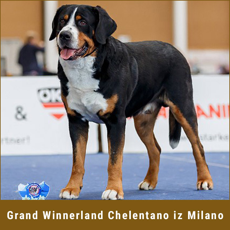 Grand_Winnerland_Chelentano_iz_Milano.jpg