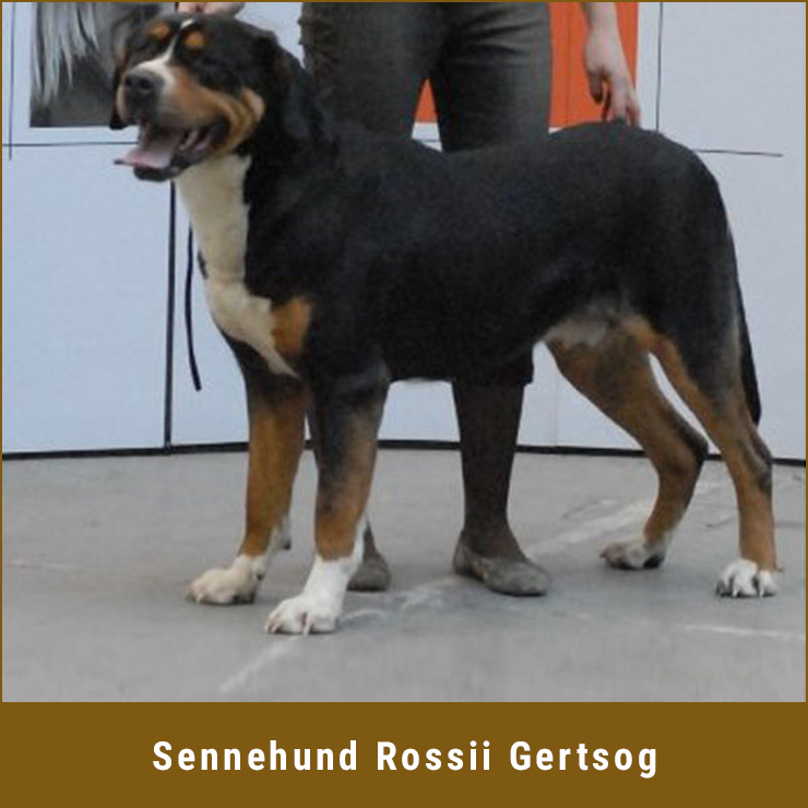 Sennehund-Rossii-Gertsog.jpg